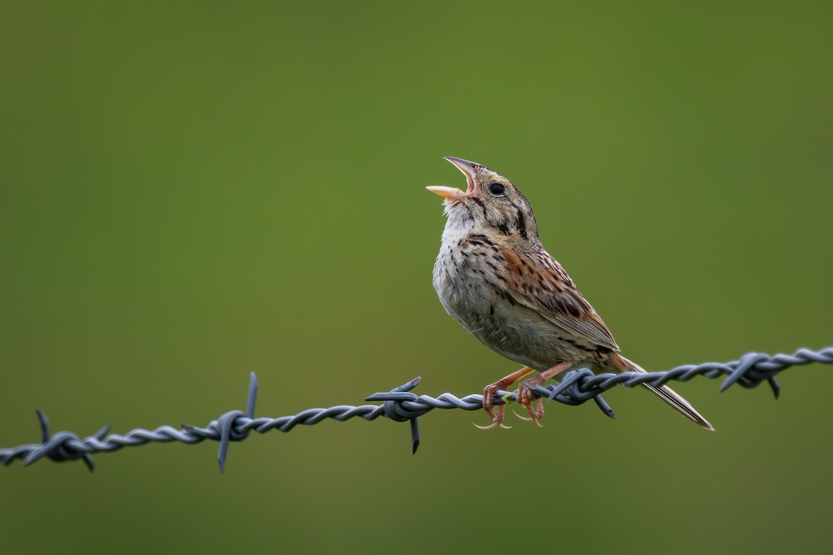 Henslow's Sparrow - ML621414993