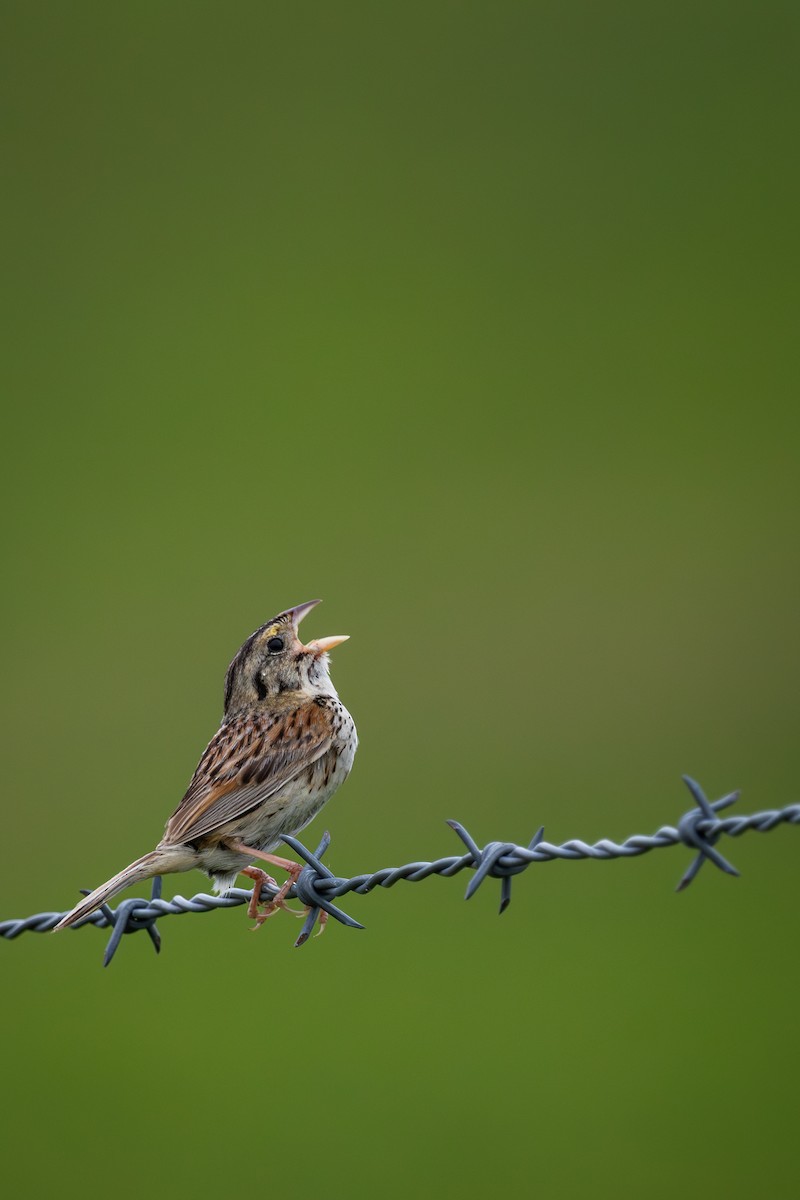 Henslow's Sparrow - ML621414994
