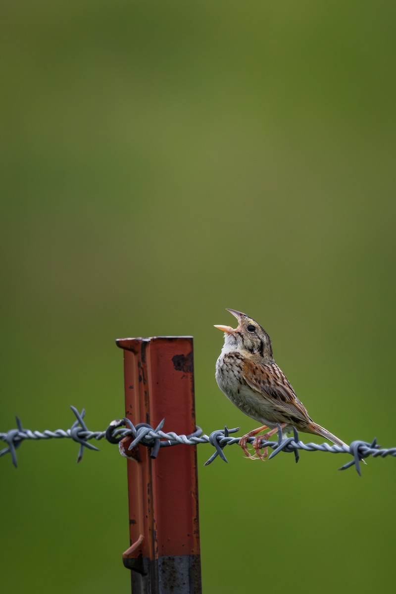 Henslow's Sparrow - ML621414995