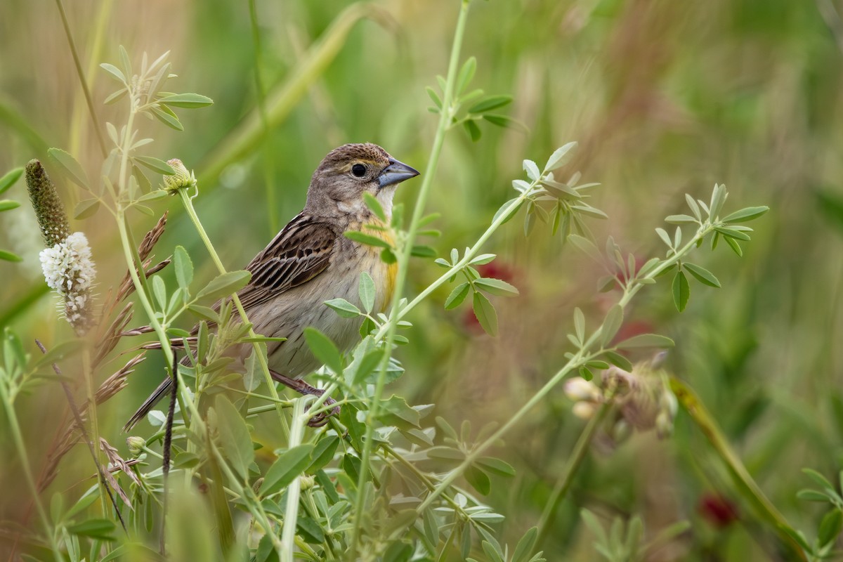 Dickcissel - ML621415004