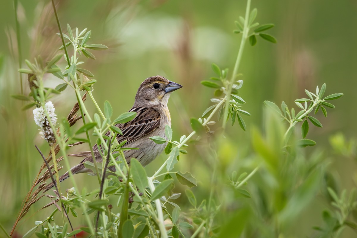 Dickcissel - ML621415005