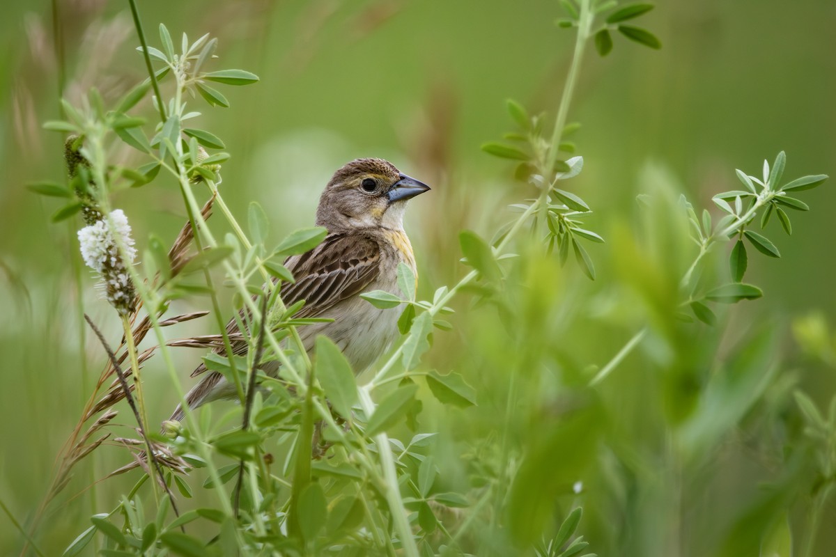 Dickcissel - ML621415006