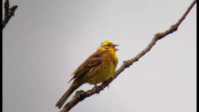 Bruant jaune - ML621415142