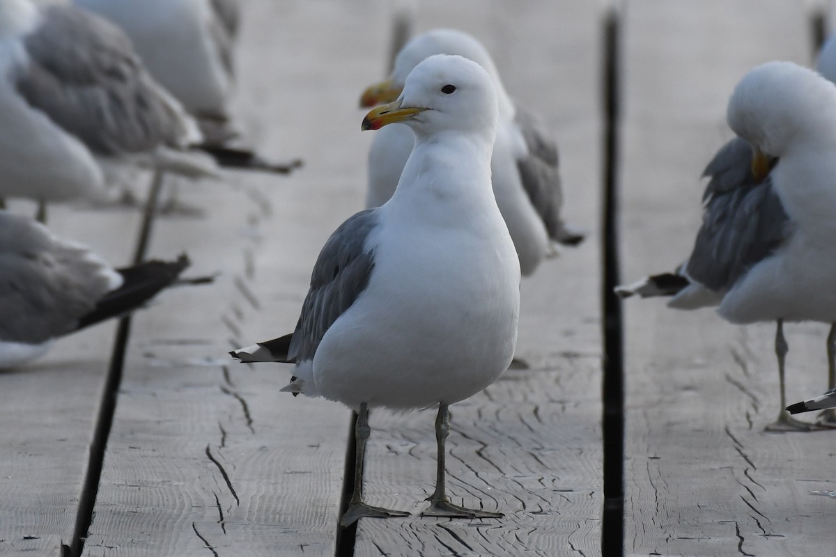 California Gull - ML621415168