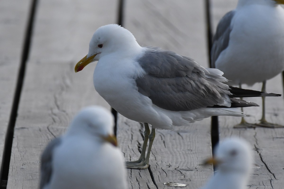 California Gull - ML621415169