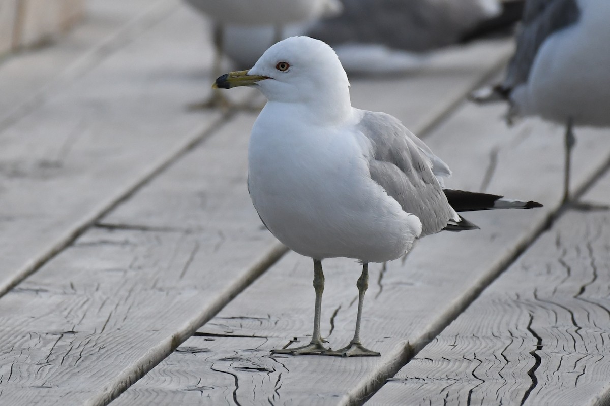 Ring-billed Gull - ML621415173