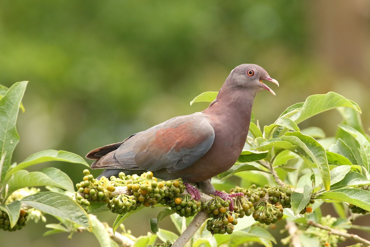 Red-billed Pigeon - ML621415178