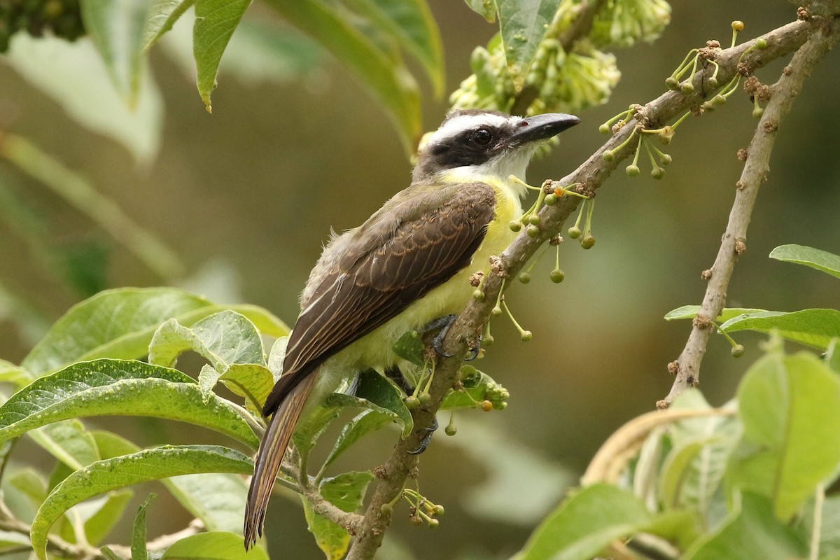 Boat-billed Flycatcher - ML621415187