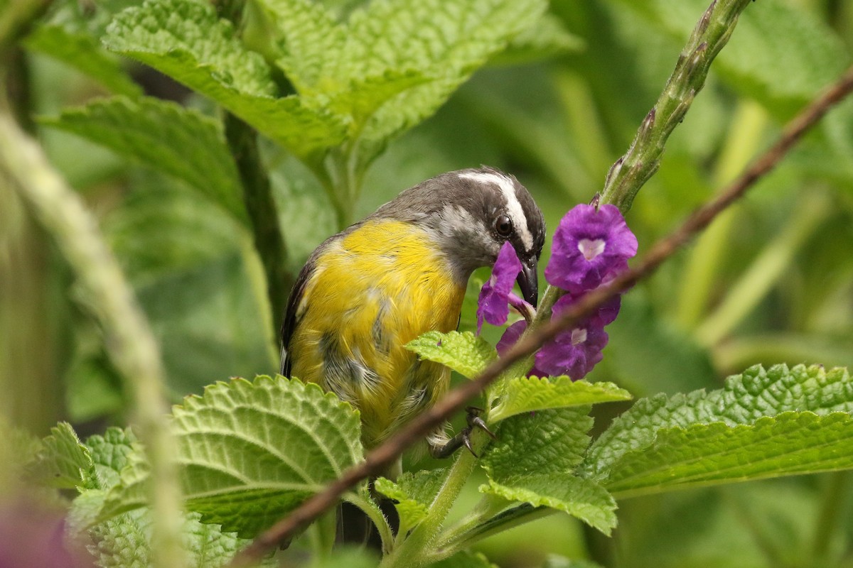 Bananaquit - ML621415211