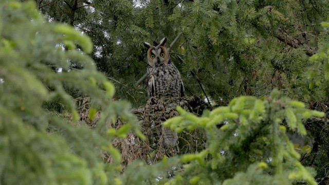 Kulaklı Orman Baykuşu - ML621415233
