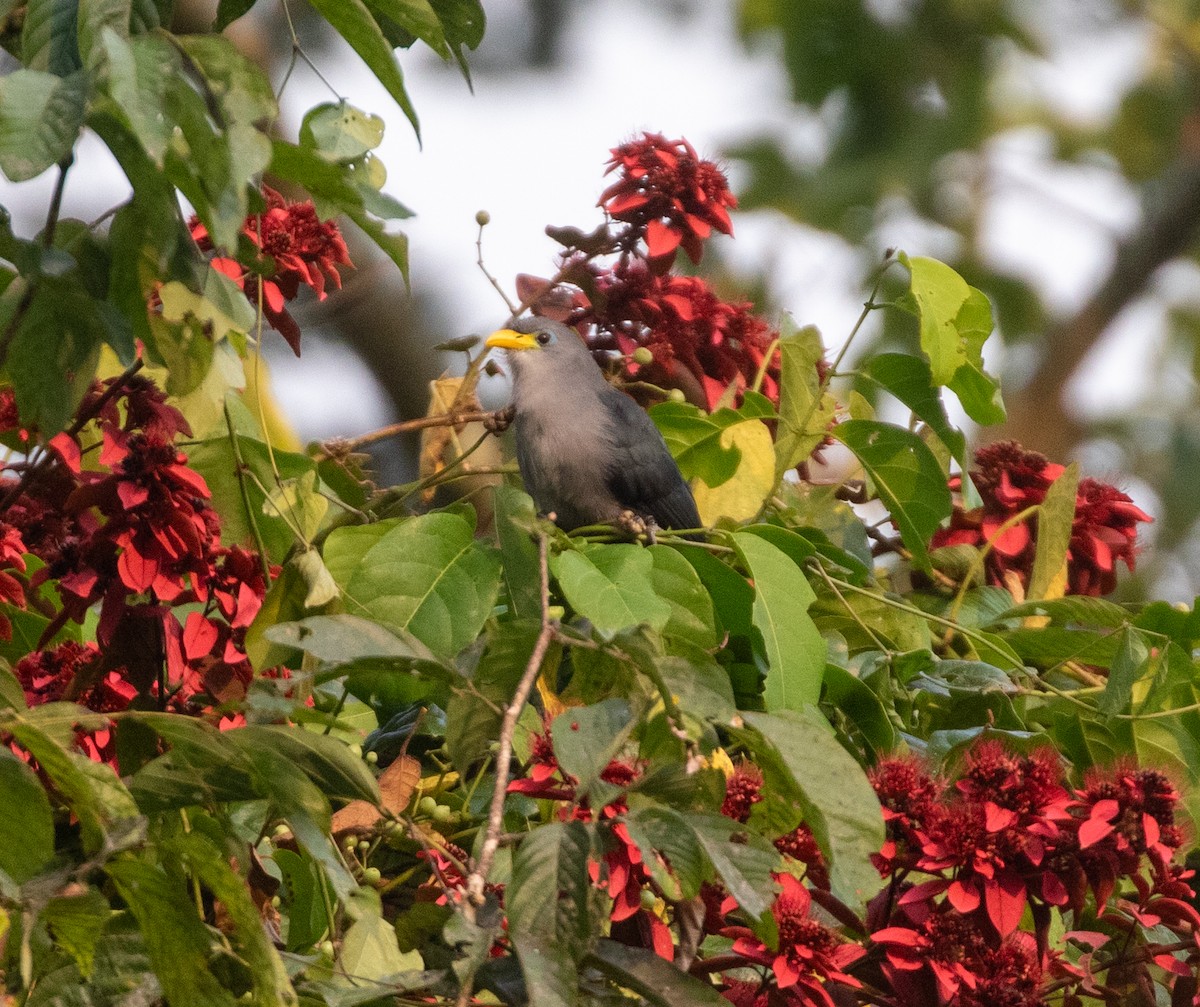 Blue Malkoha - ML621415270