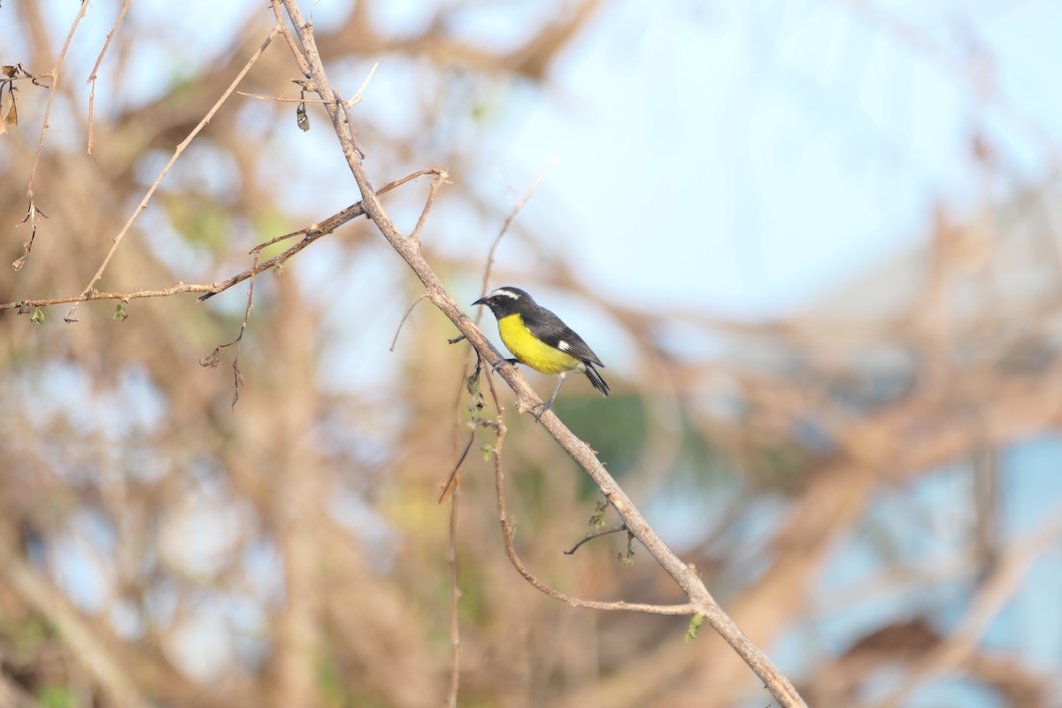 Bananaquit - ML621415410