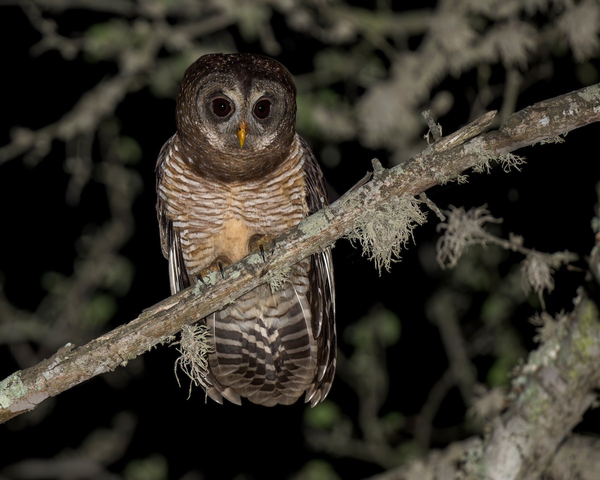 African Wood-Owl - ML621415413