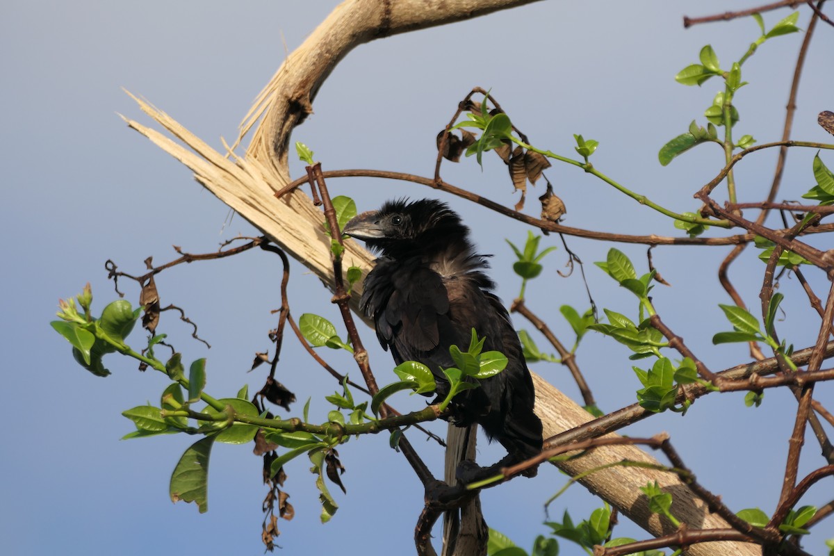 Smooth-billed Ani - ML621415424