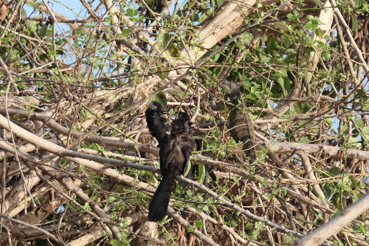 Smooth-billed Ani - ML621415425