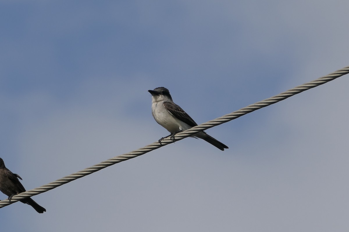 Gray Kingbird - ML621415464