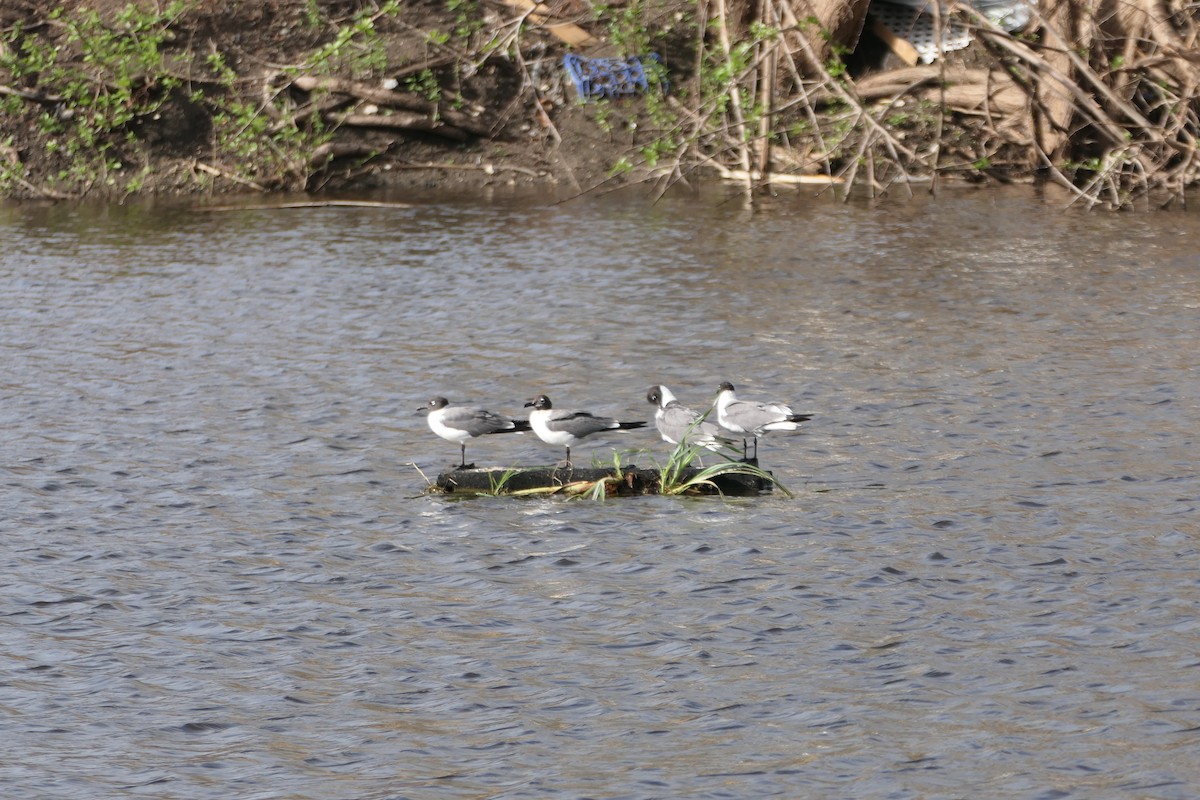 Laughing Gull - ML621415482