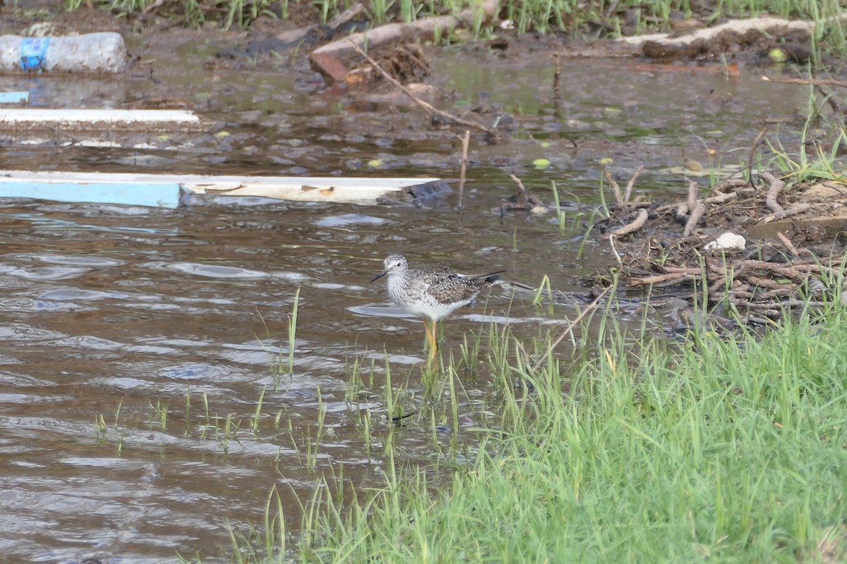 Lesser Yellowlegs - ML621415492