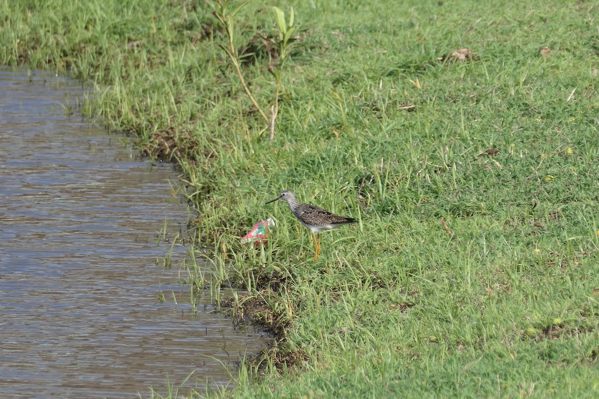 Lesser Yellowlegs - ML621415493