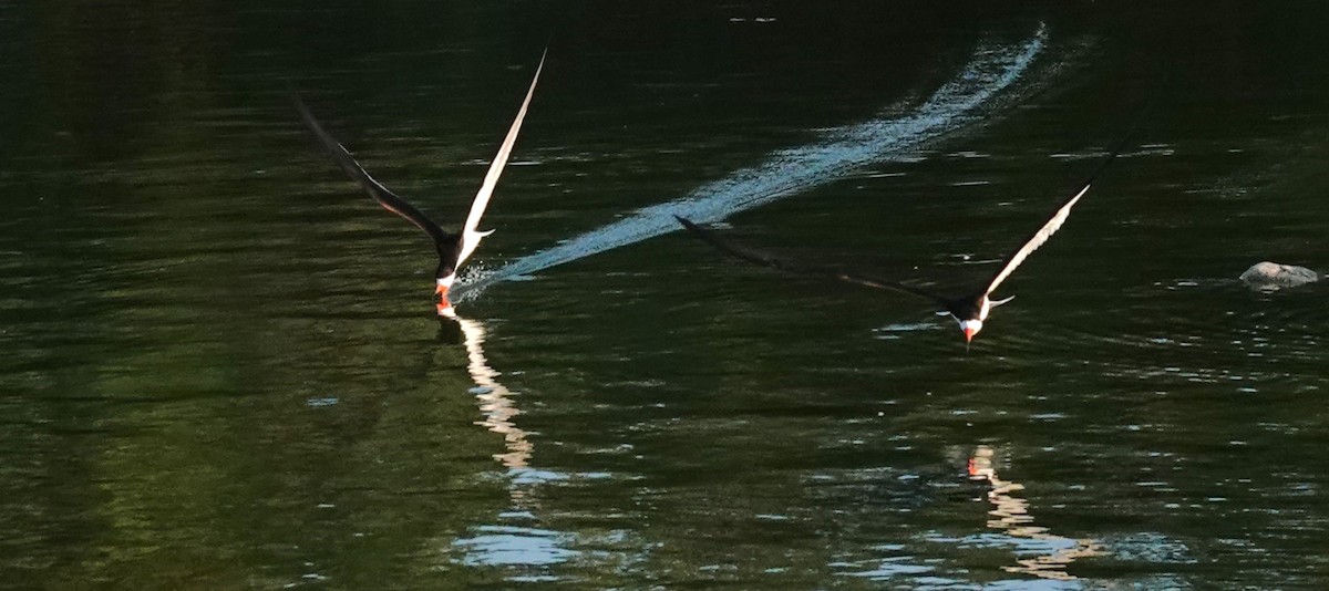 Black Skimmer - ML621415497