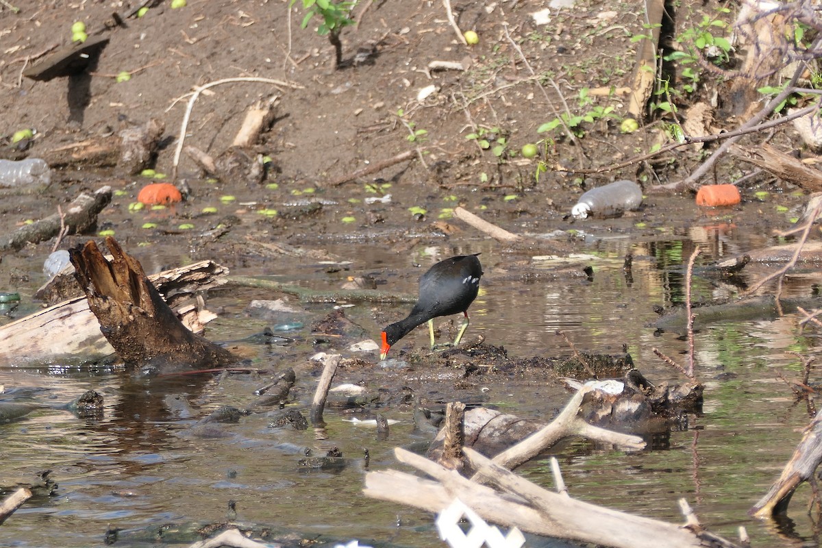 Common Gallinule - ML621415498