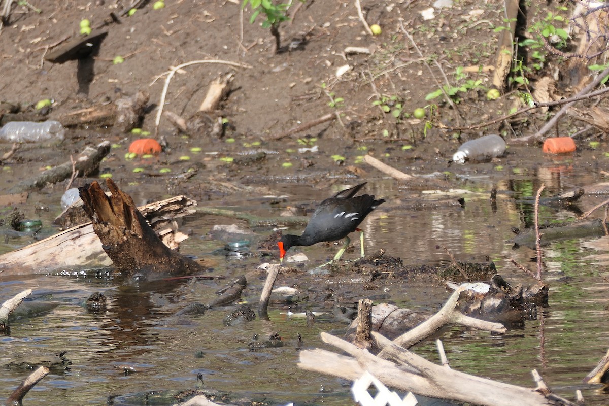 Common Gallinule - ML621415499