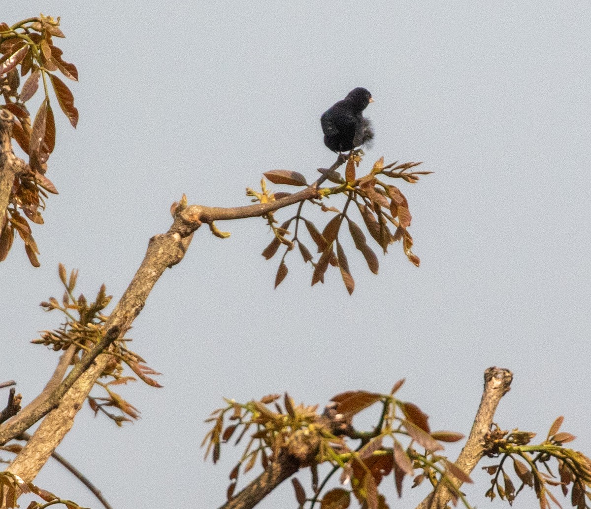 Purple Indigobird - ML621415633