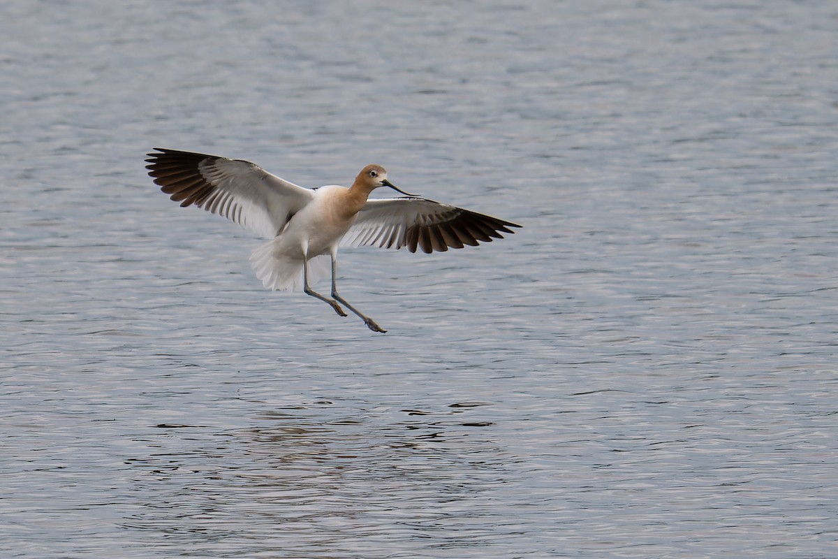 American Avocet - Don Danko