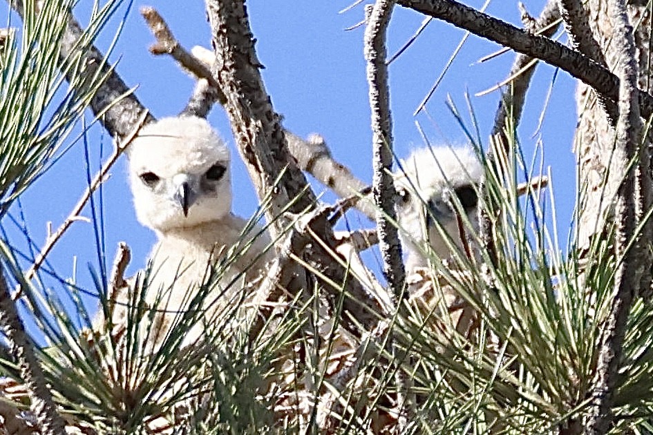 Red-tailed Hawk - ML621415778