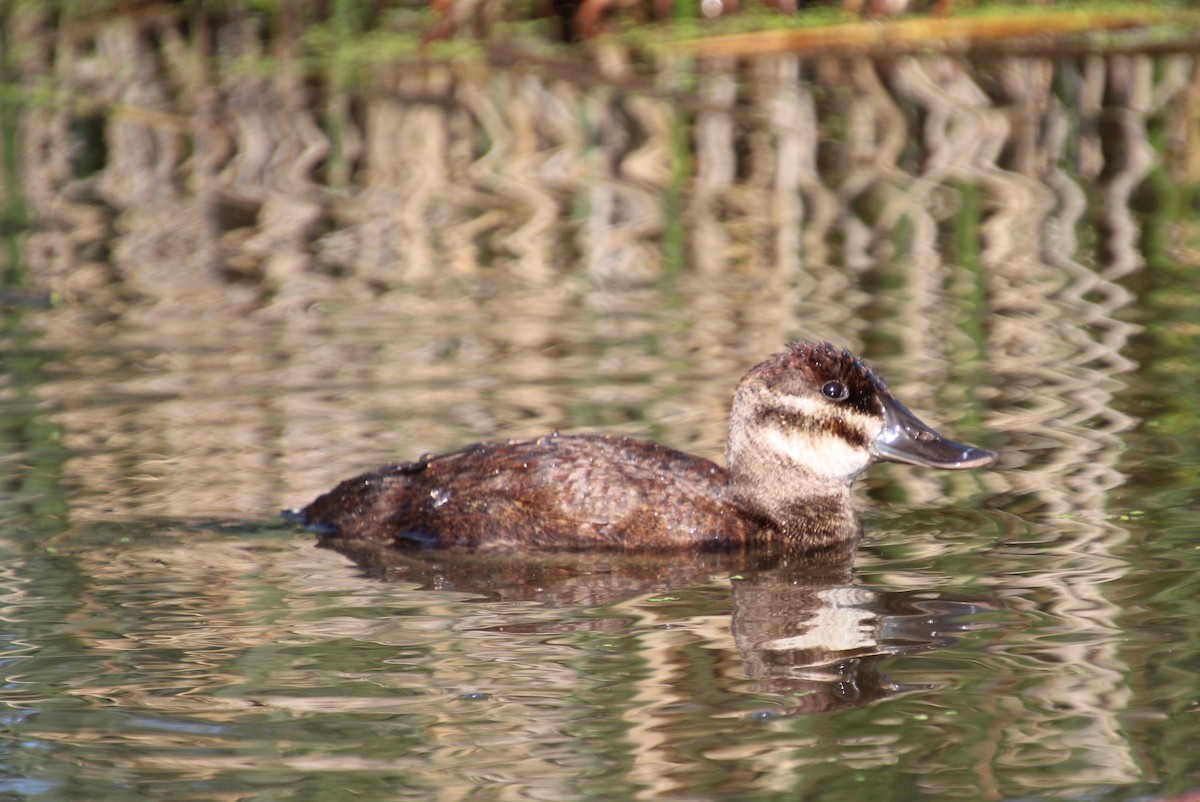 Ruddy Duck - ML621415825