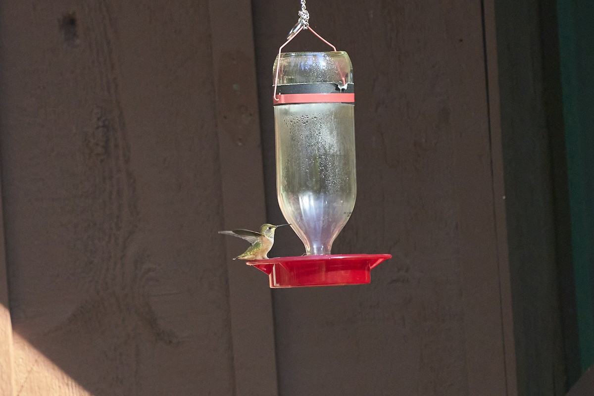 Rufous Hummingbird - ML621415834