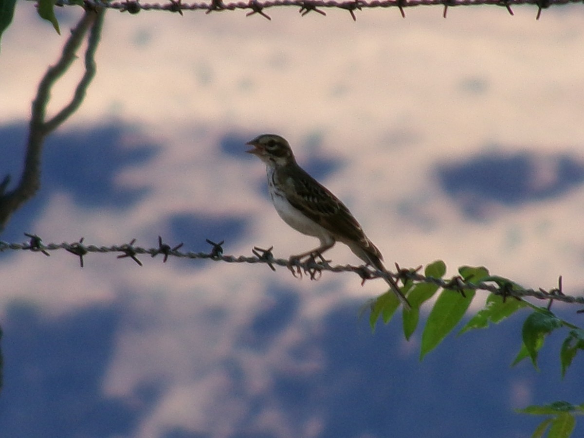 Lark Sparrow - ML621415845