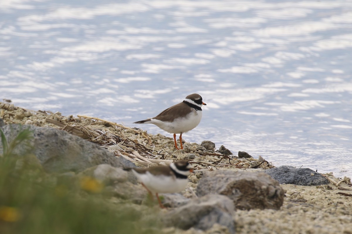 Common Ringed Plover - ML621415846