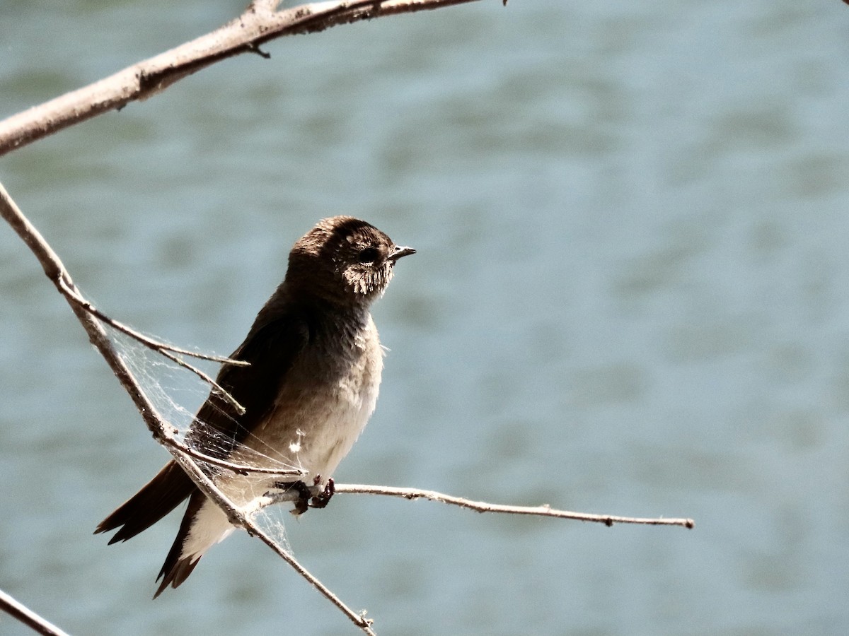 Northern Rough-winged Swallow - ML621415848