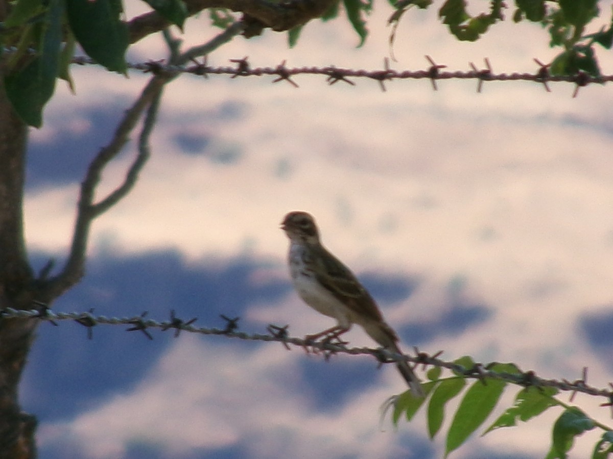 Lark Sparrow - ML621415849