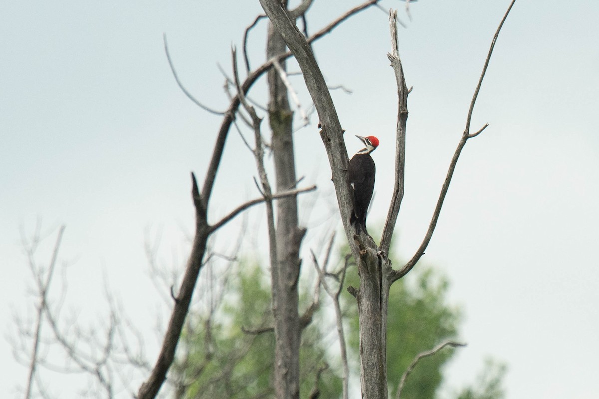Pileated Woodpecker - ML621415850