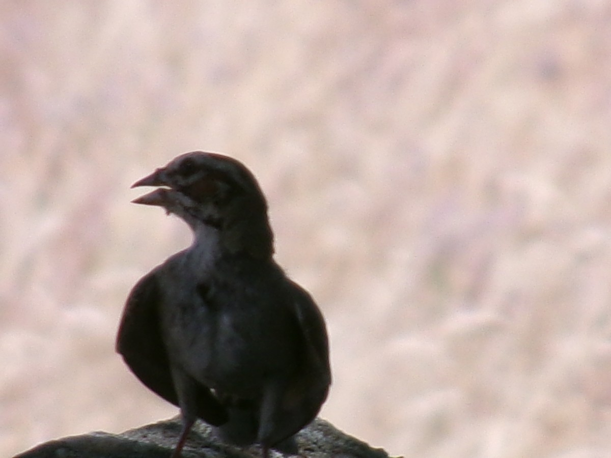 Lark Sparrow - ML621415865