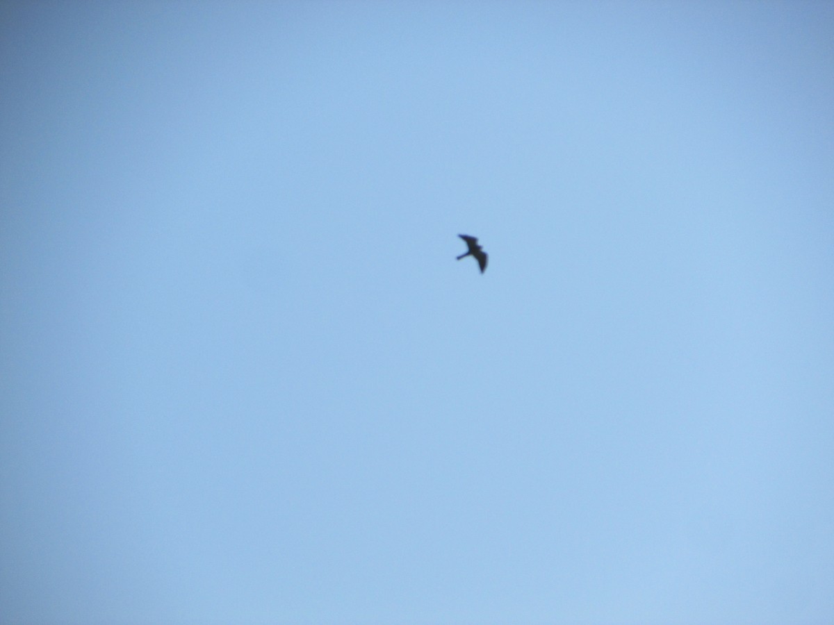 Mississippi Kite - Mark Rhodes