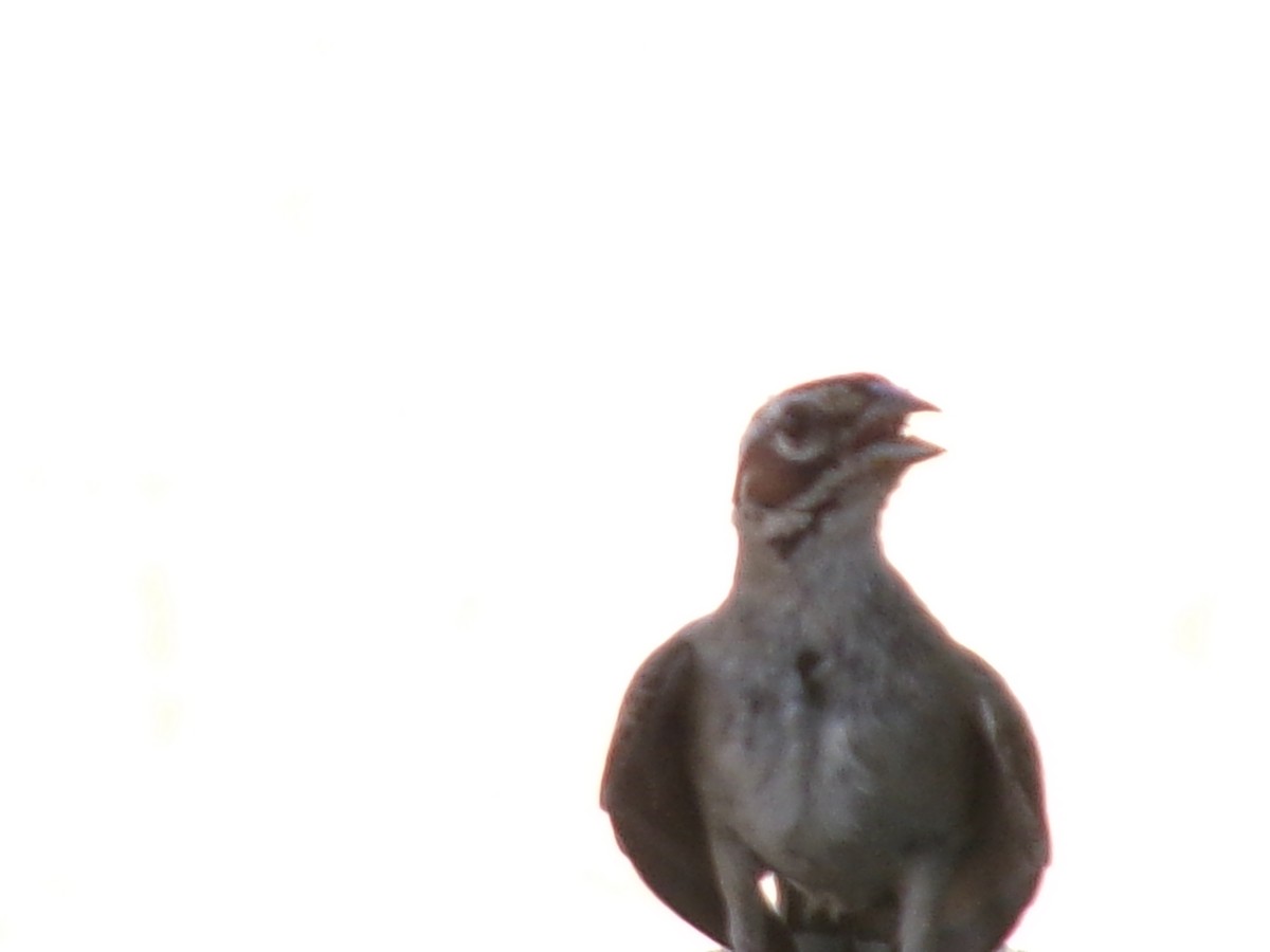 Lark Sparrow - ML621415883