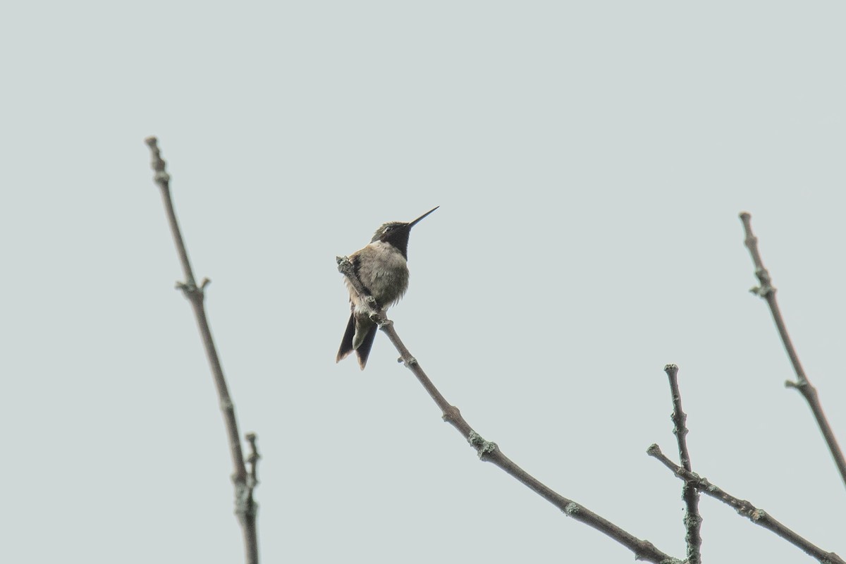 Ruby-throated Hummingbird - Marina Germain