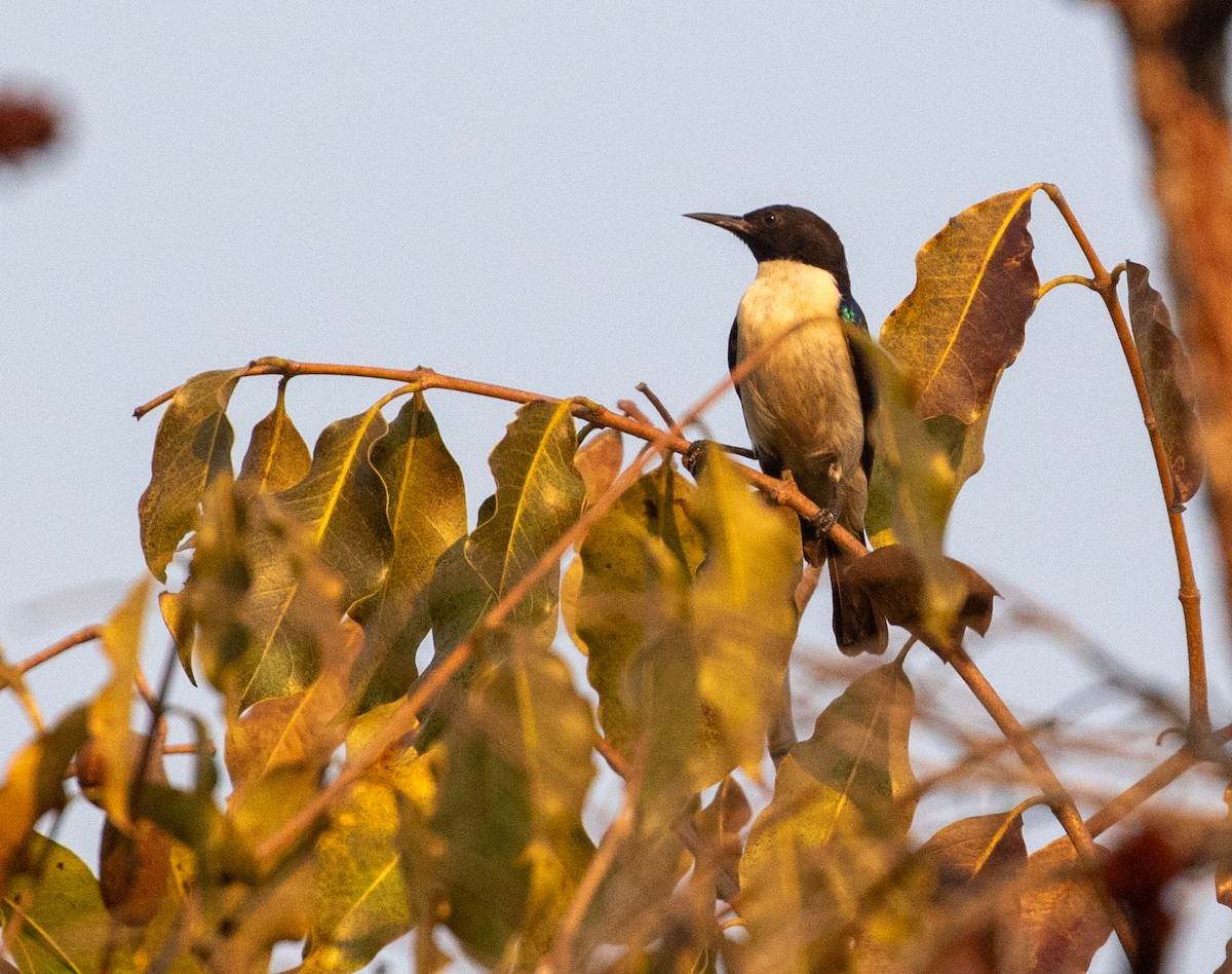 Suimanga Violeta (angolensis/nyassae) - ML621415888