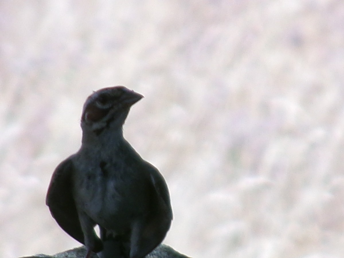 Lark Sparrow - ML621415889