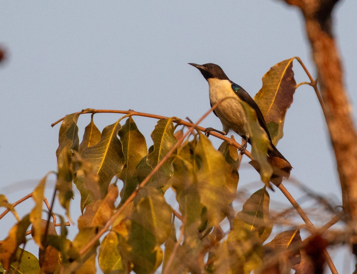 Suimanga Violeta (angolensis/nyassae) - ML621415891