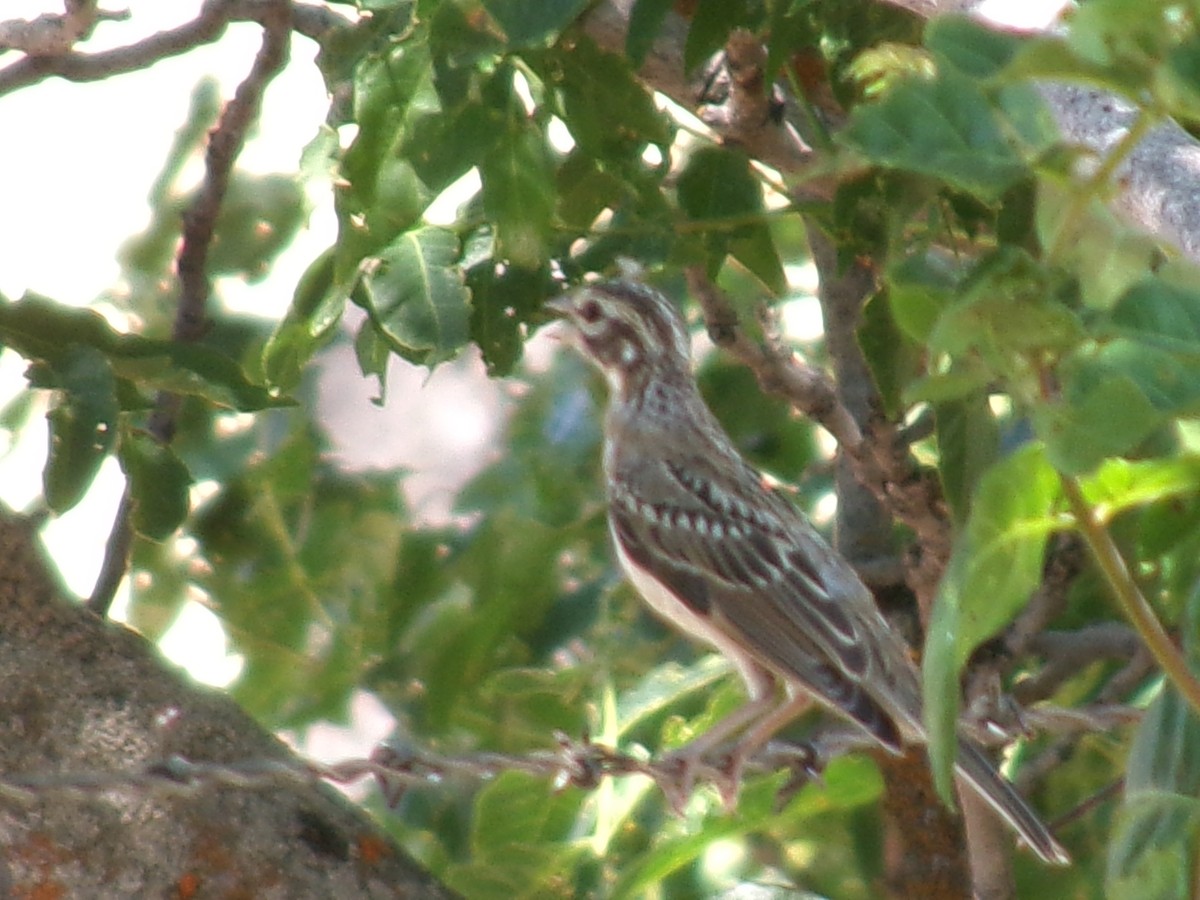 Lark Sparrow - ML621415897