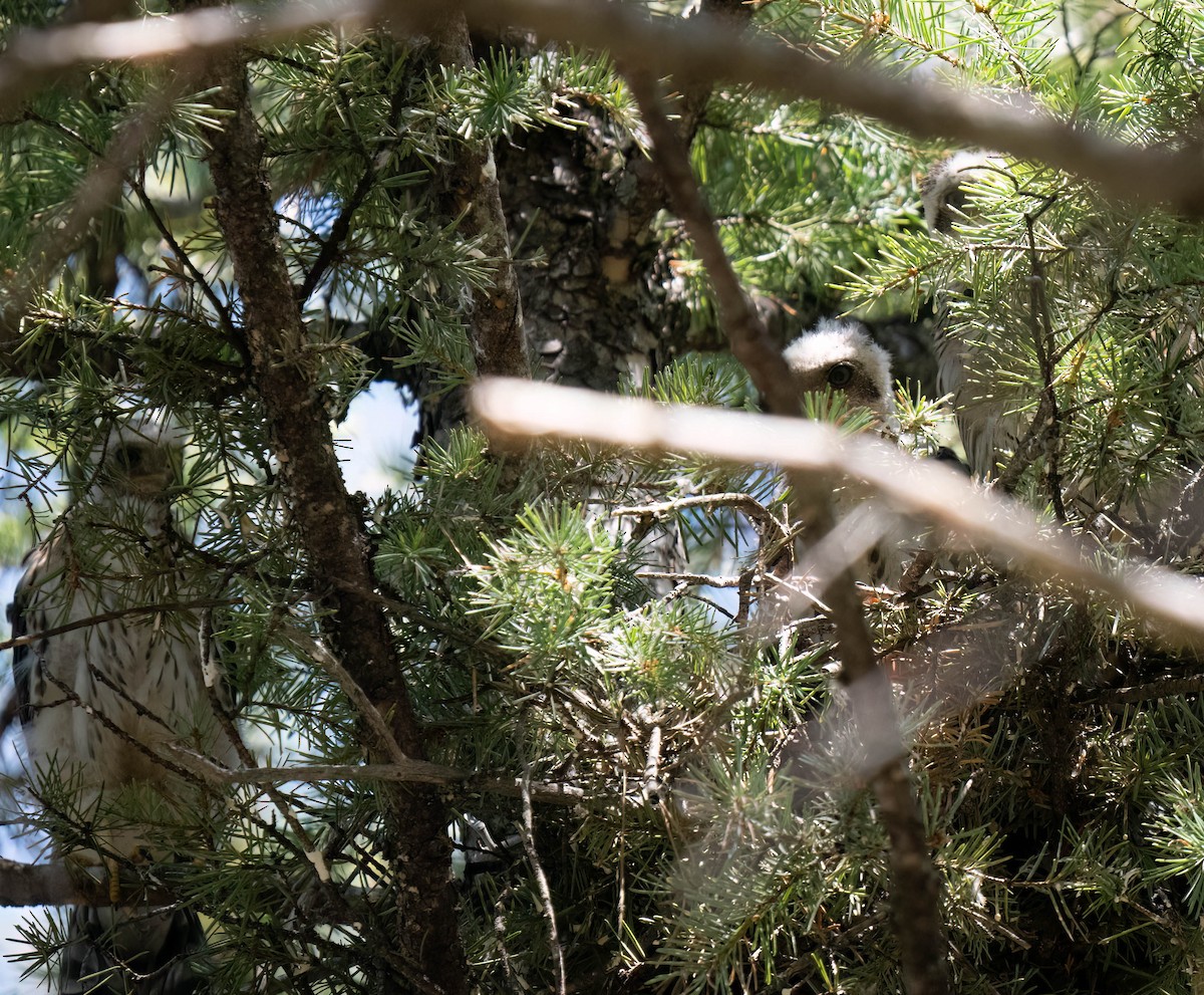 Cooper's Hawk - ML621415905