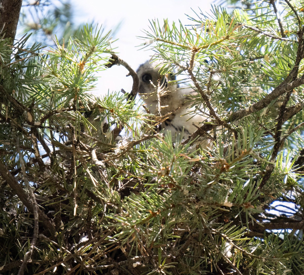 Cooper's Hawk - ML621415920