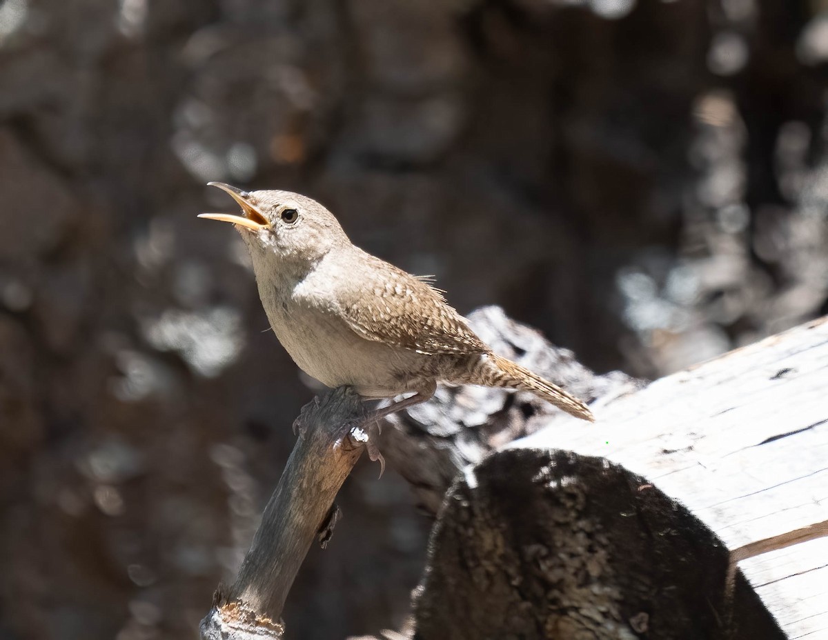 Northern House Wren - ML621415925