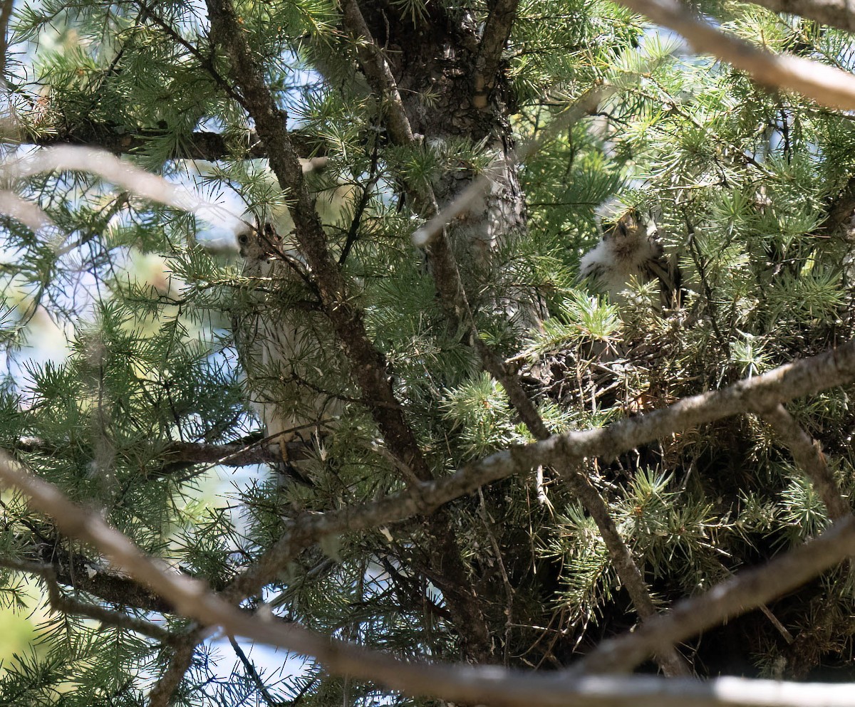 Cooper's Hawk - ML621415945