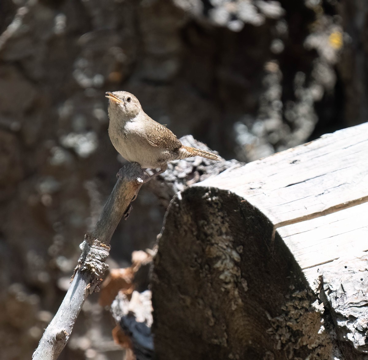 Northern House Wren - ML621415953