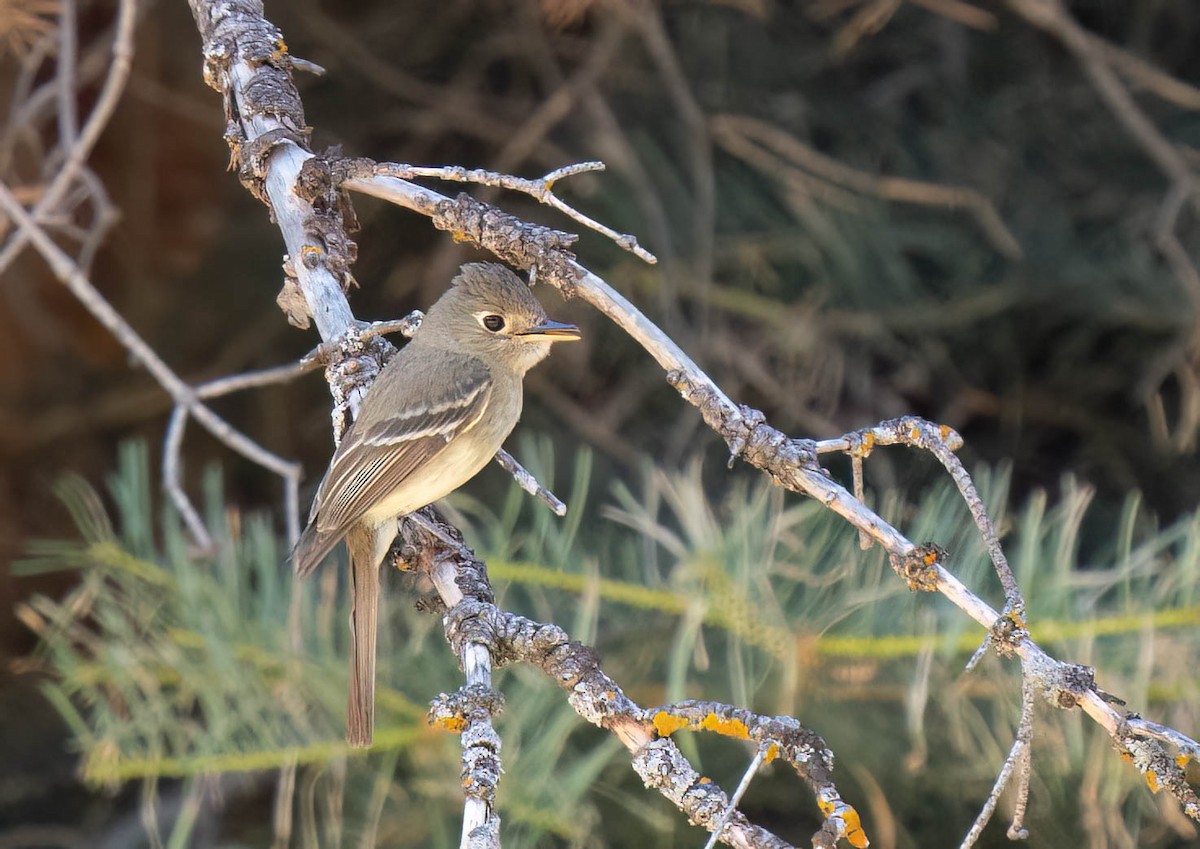 Western Flycatcher - ML621415962